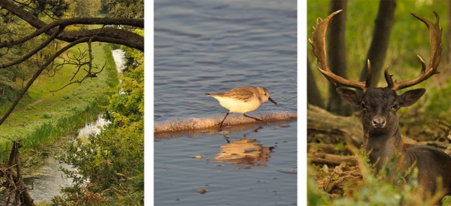 Natuurgebied in Zeeland een vogel en een hert