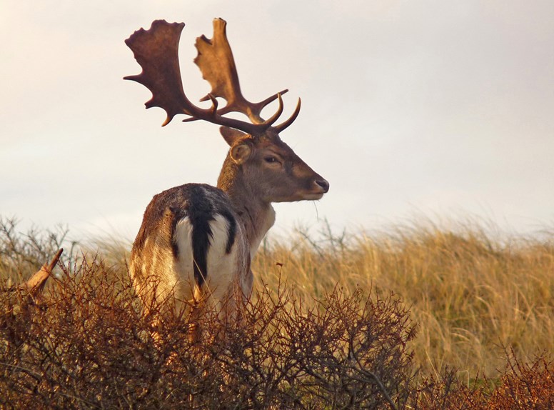 Uitwaaien door de Zeepeduinen, Natuurmonumenten