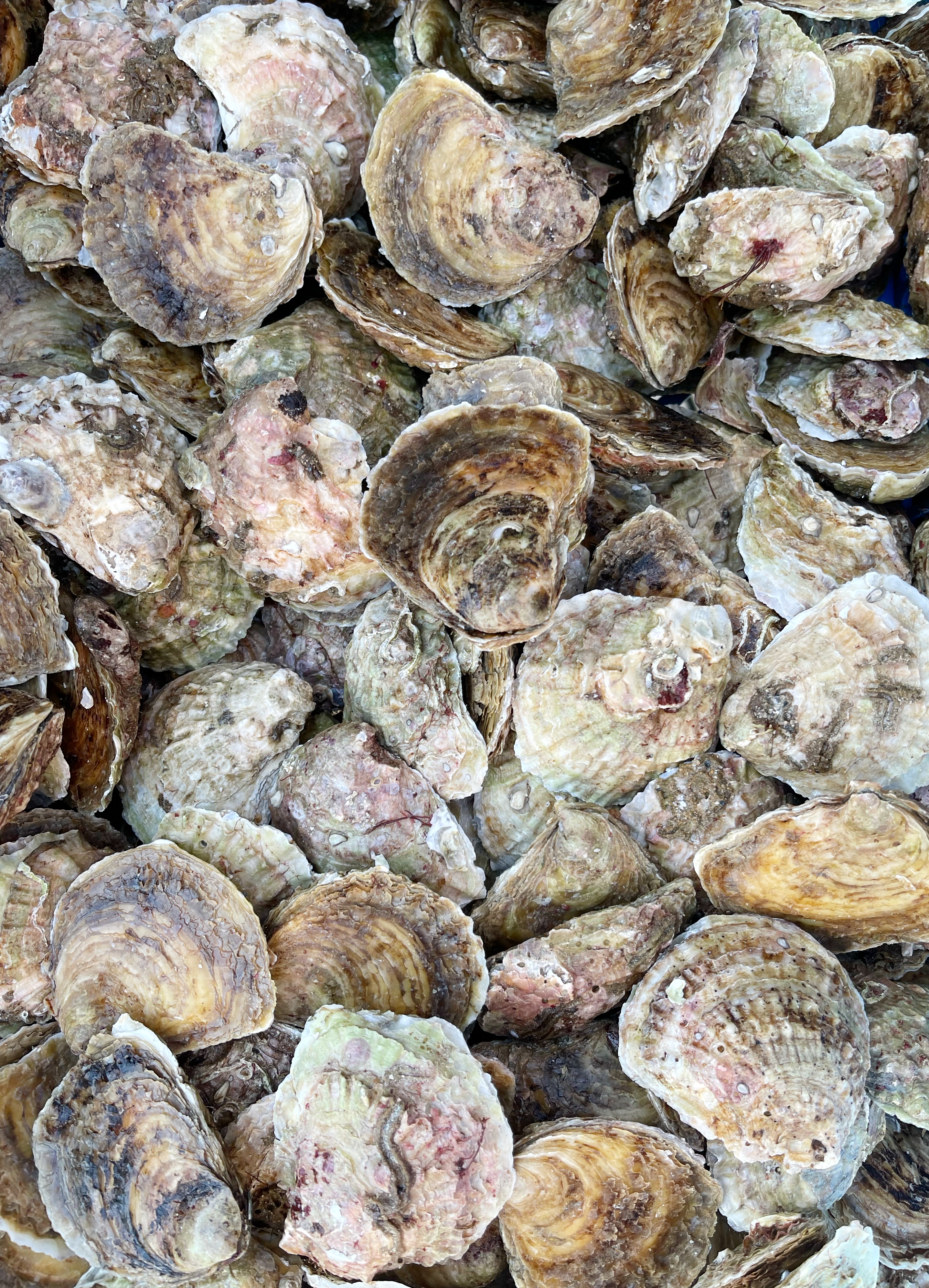 oesters