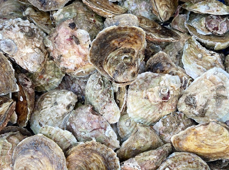 oesters