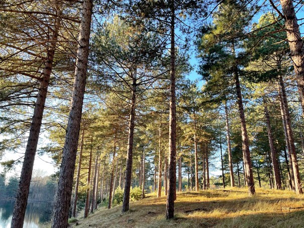 Luchtfoto Zeeuwse natuur en Zeeuws landschap bij Sint-Philopsland