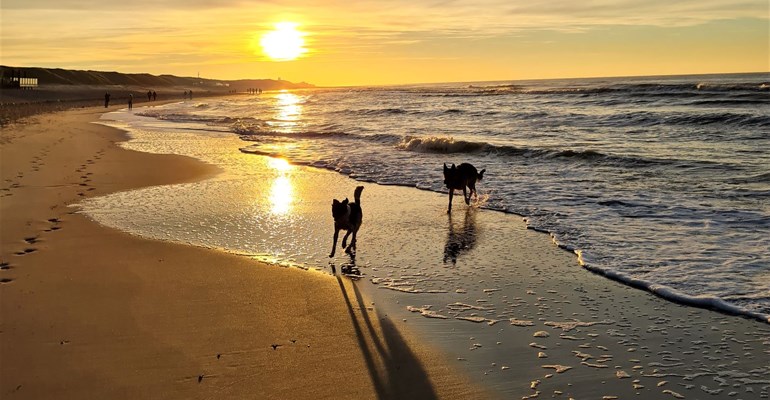met de hond naar het strand