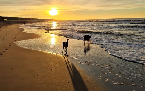 Walking your dog on the beach