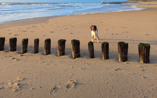 hond strand