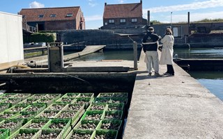 Oesterput Yerseke