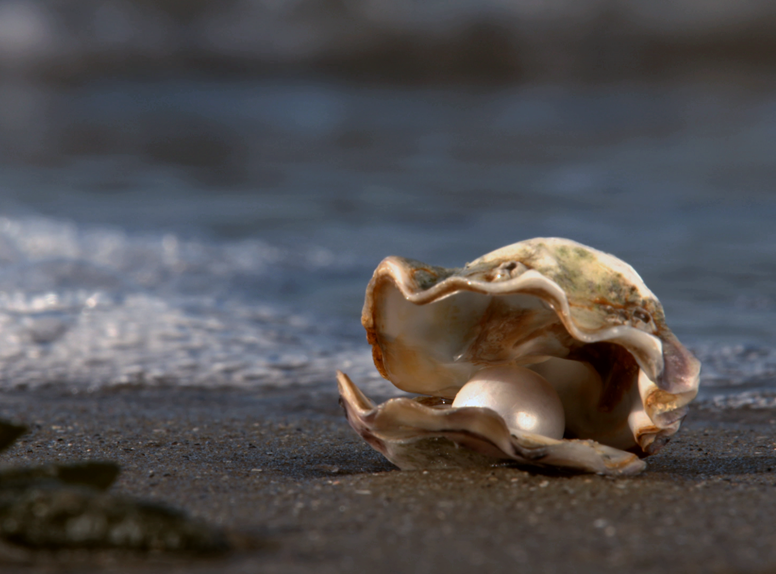 De groene vestingwallen van Hulst kom je tijdens deze Wandelen door vestingstad Hulst wandelroute tegen.