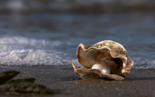 Oester met parel, Zeeland heeft prachtige parelroutes.