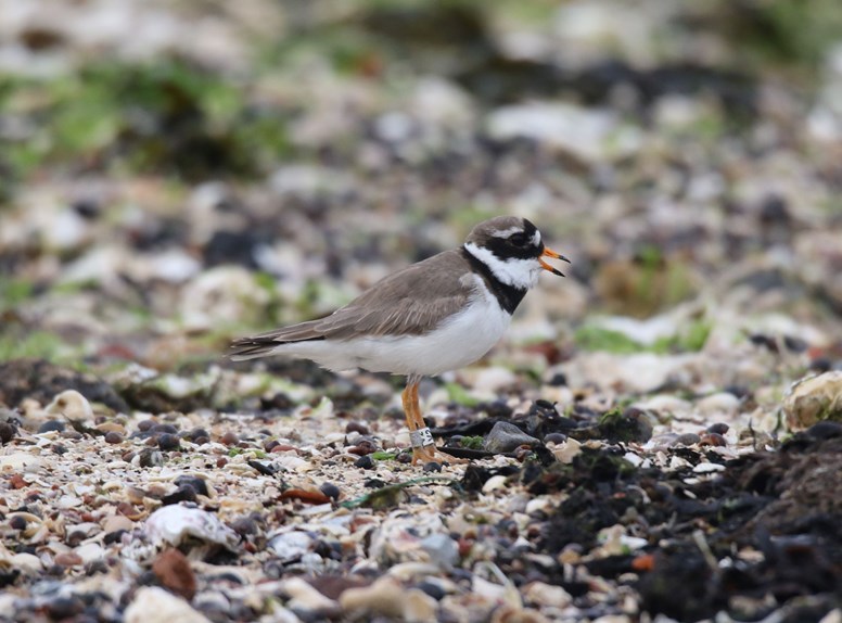 Bontbekplevier strandje Ouwerkerk
