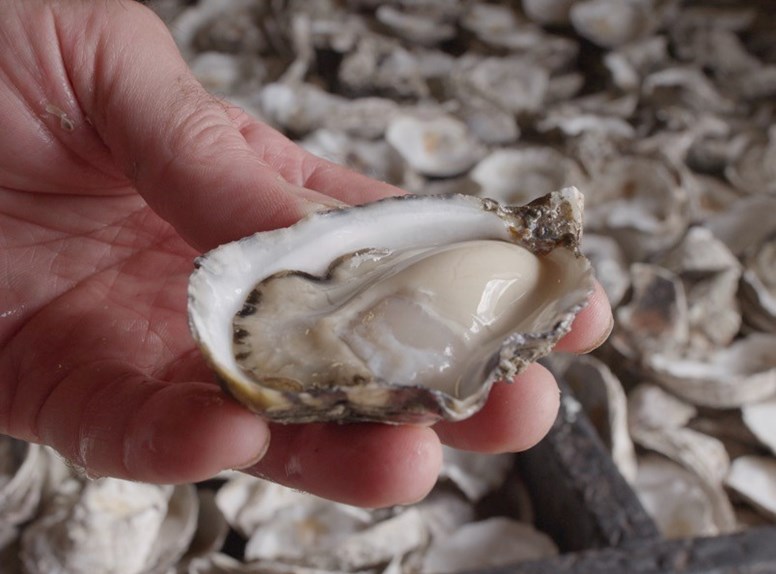 Zeeland smaakt rauw. Mooi.