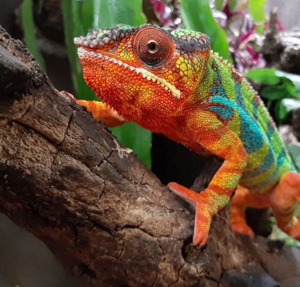 Tropical Zoo Zeeland