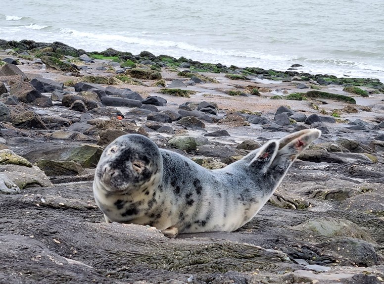 Zeehonden en bruinvissen spotten in Zeeland