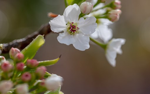 bloesem bloemen