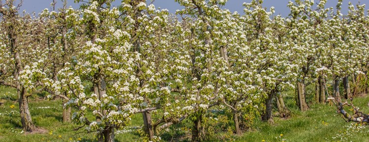 Obstgarten in Zeeland