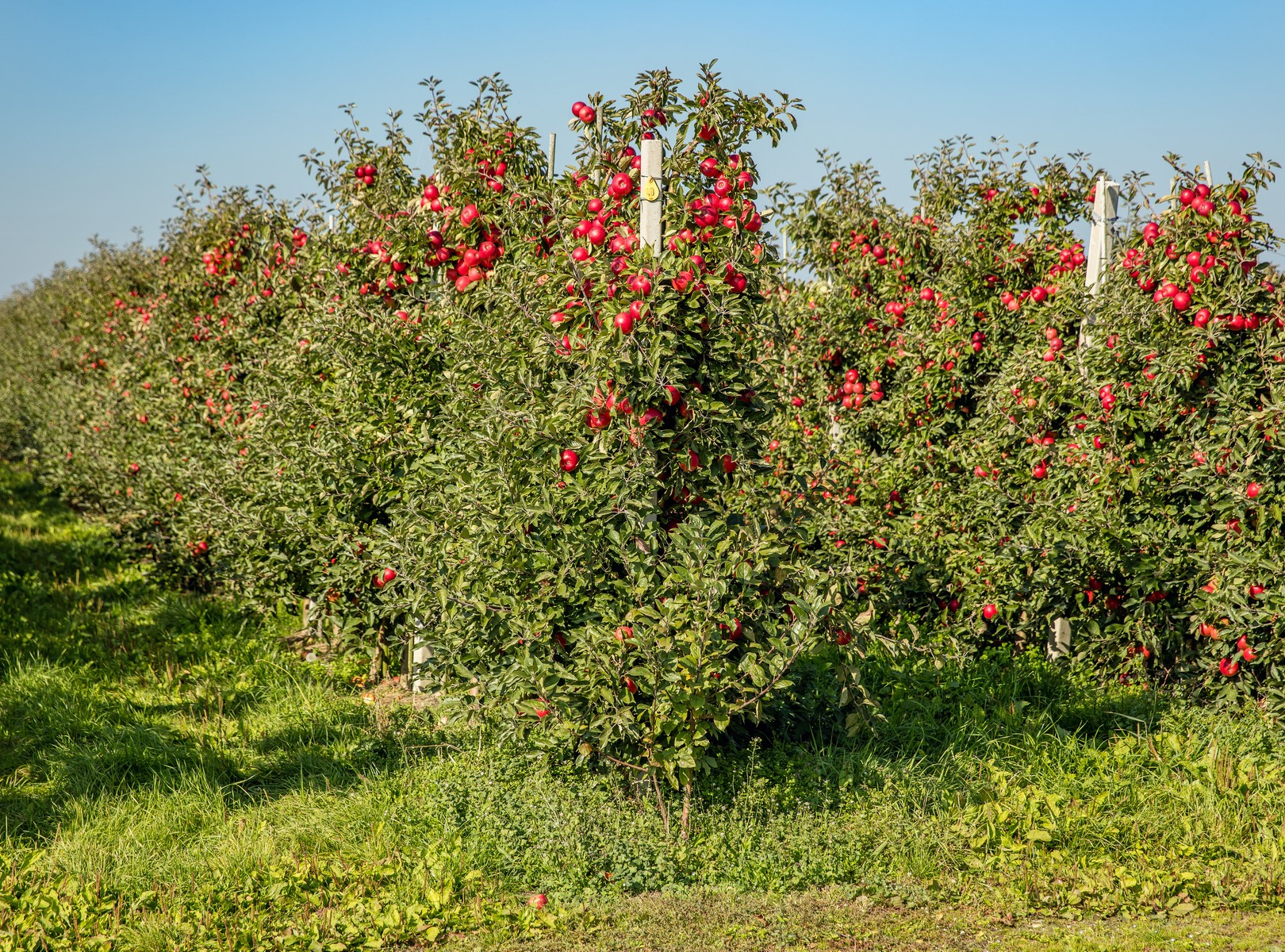 Orchard with fruit trees