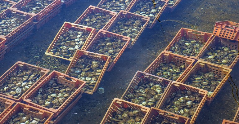 Oesters