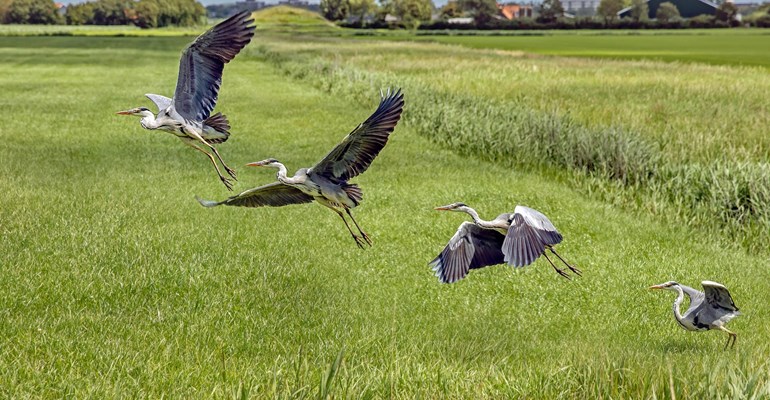 reigers natuur