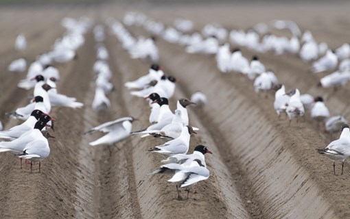 Altijd open om doorheen te akkeren