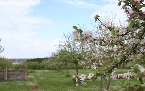 Theetuin In de Morelleput