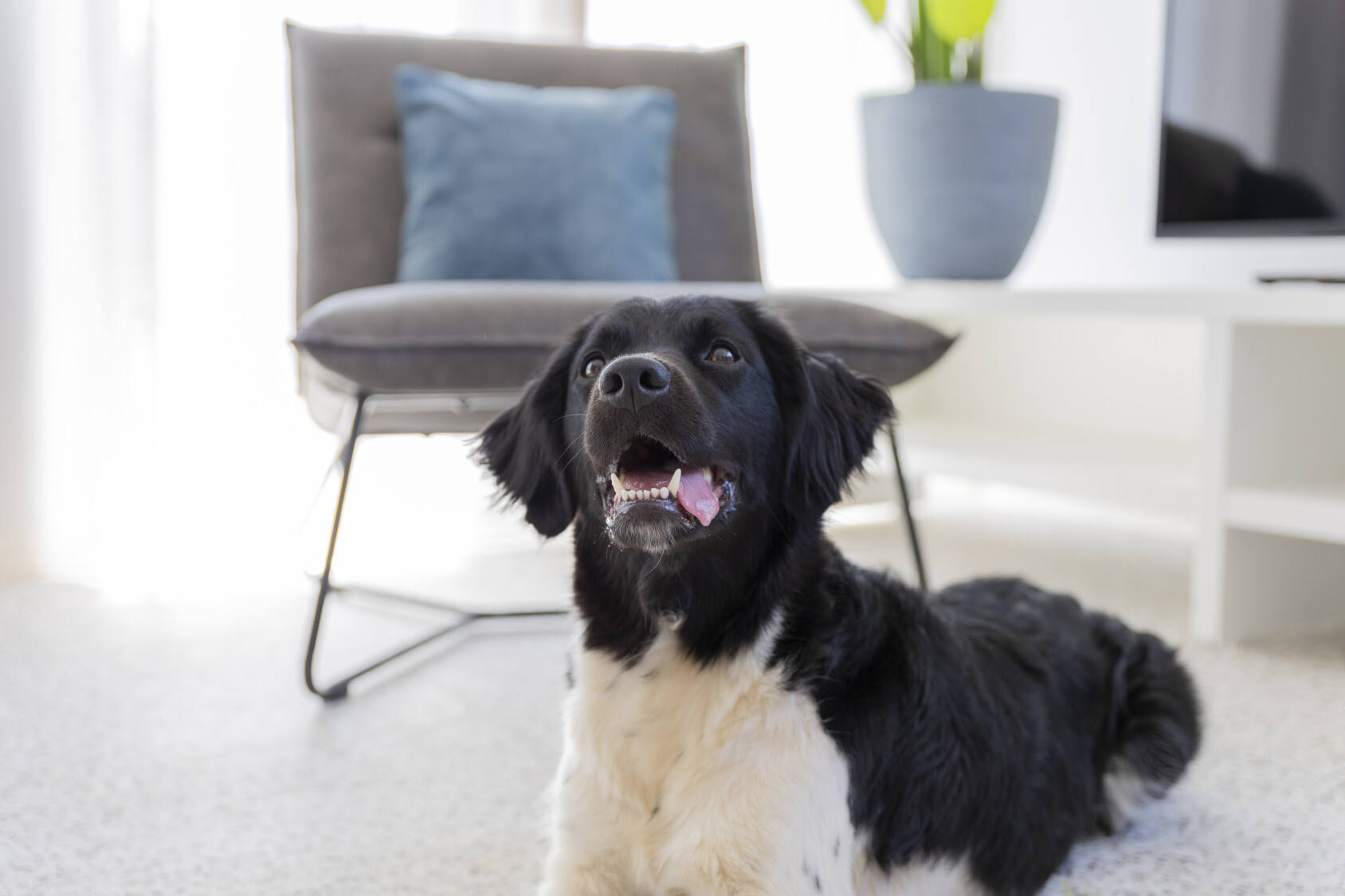 Dormio Resort Nieuwvliet-Bad dog