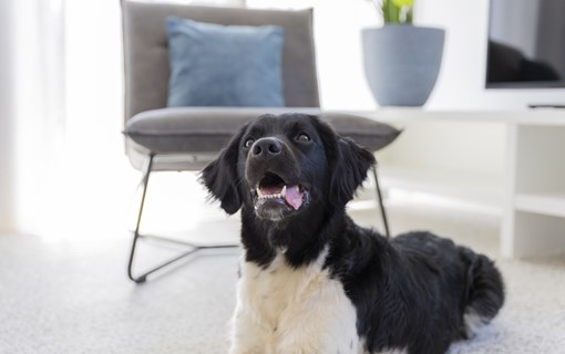 Dormio Resort Nieuwvliet-Bad dog