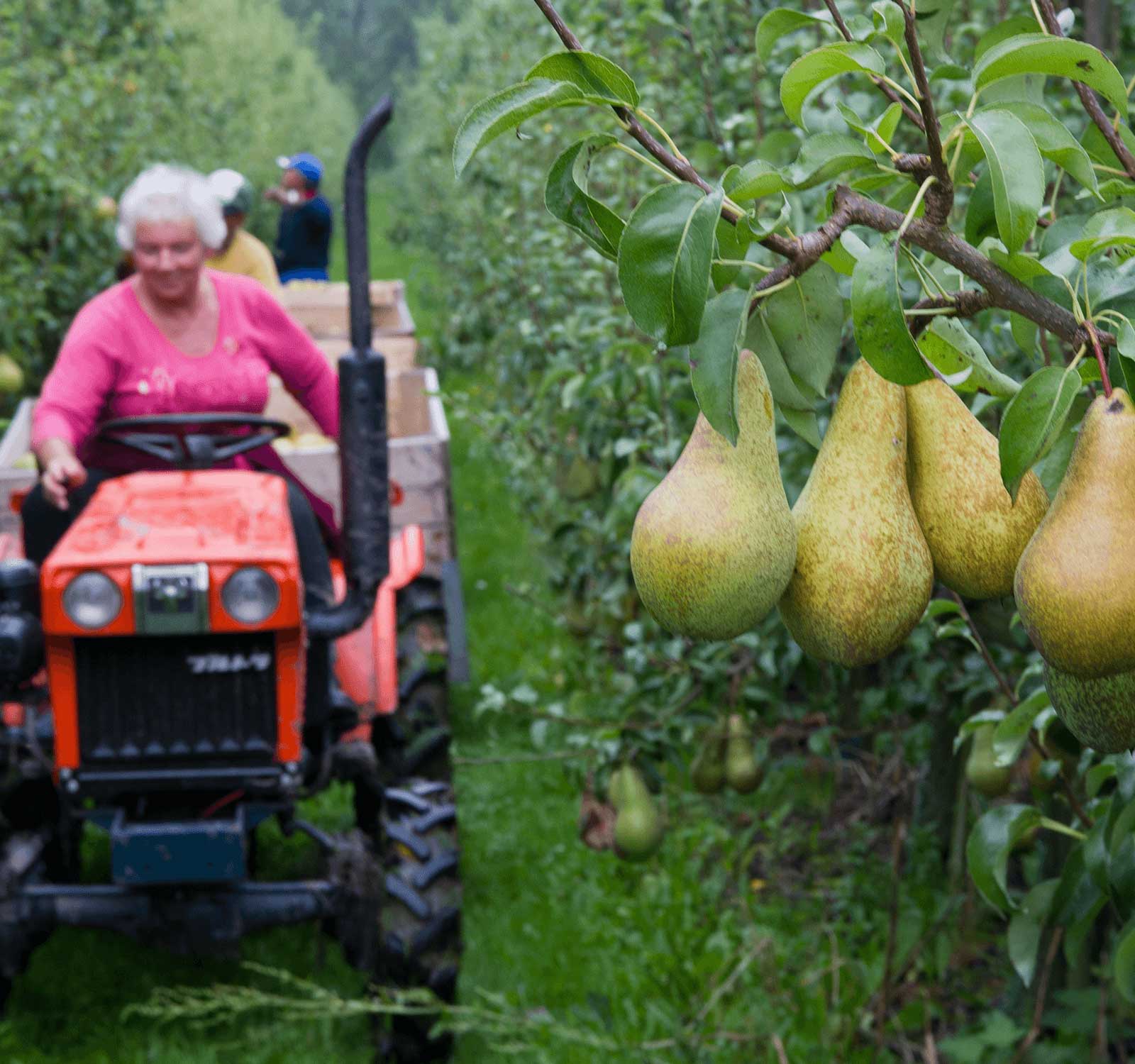 Perenplukken in Kapelle