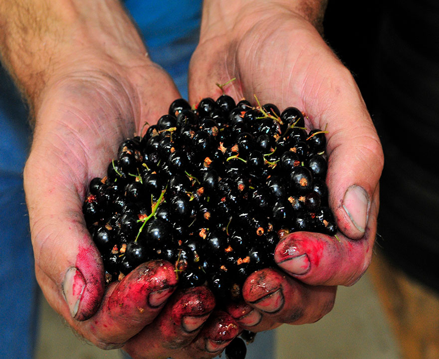 Zwarte bessen bij de fruitteelt Kapelle