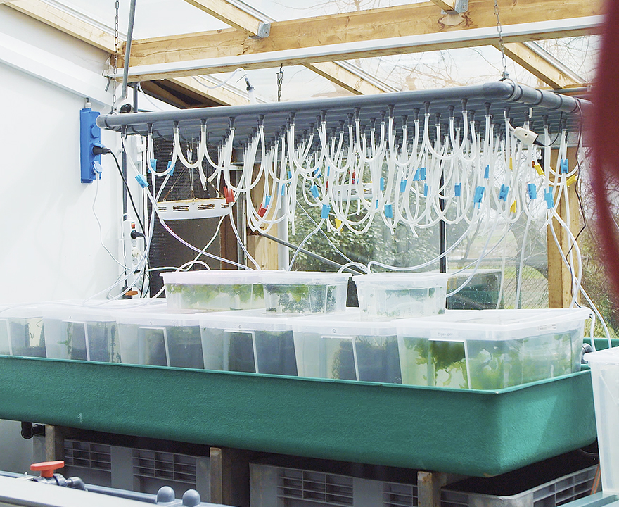 Vissen kweken op innovatieve wijze in een laboratorium