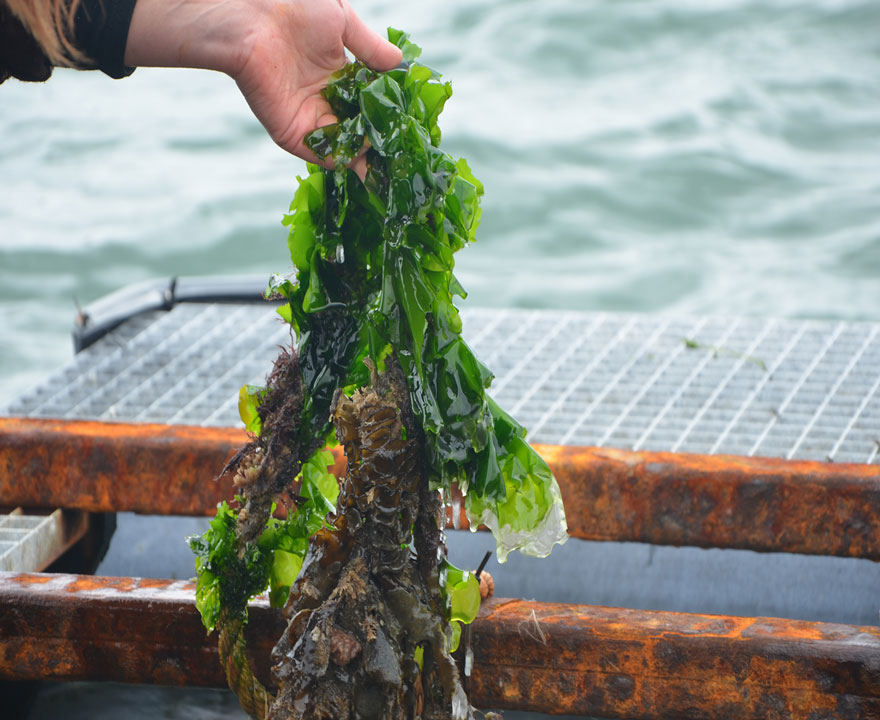 Zeewier geproduceerd bij de zeewierderij