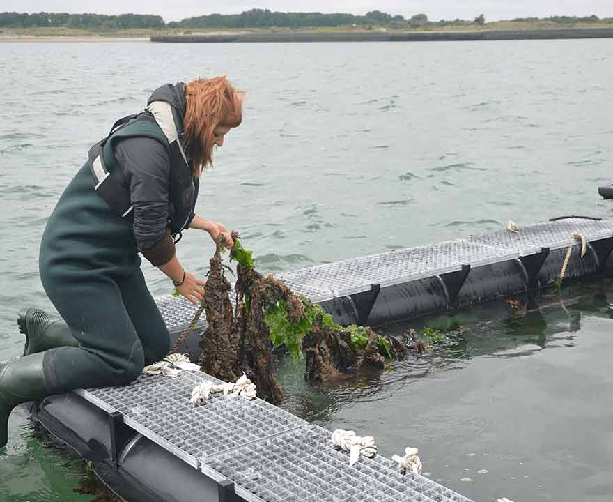 Pionieren in Zeeland met zeewier