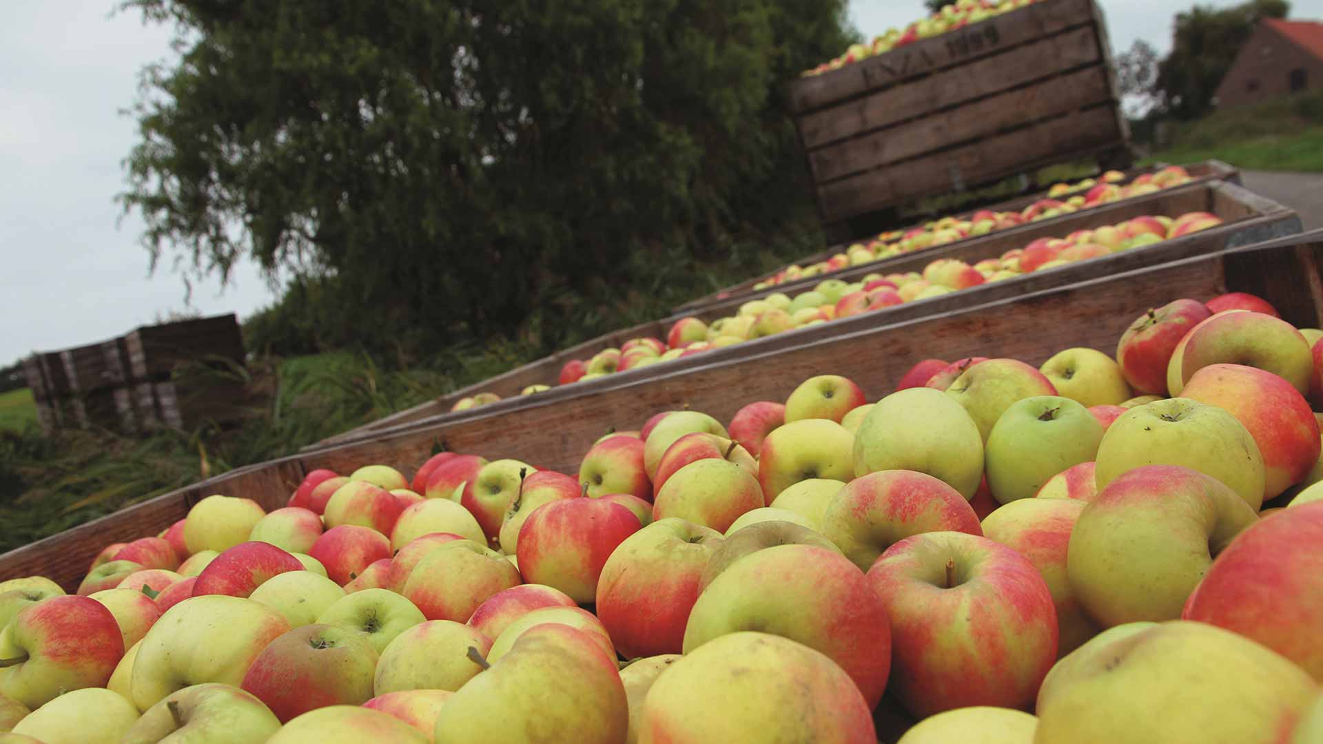 Appels Kapelle Fruitteelt