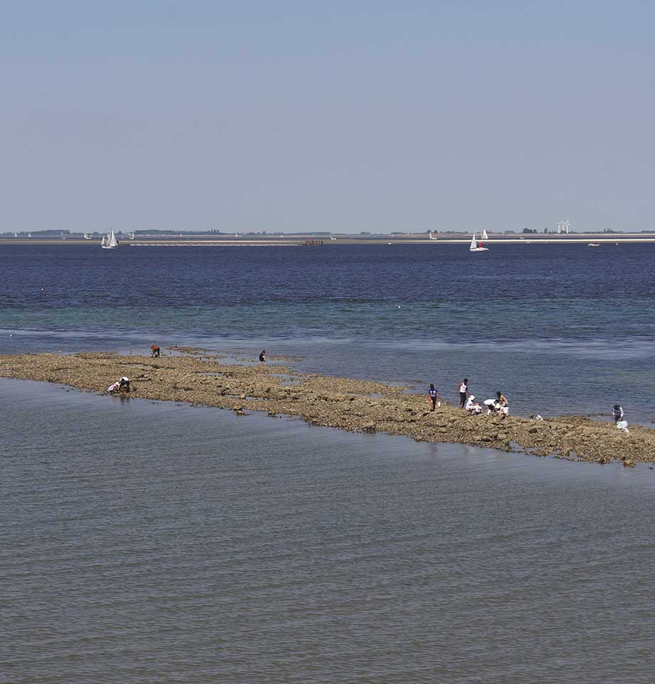 Zeevruchten rapen op zee