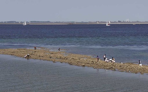 Zeevruchten rapen op zee