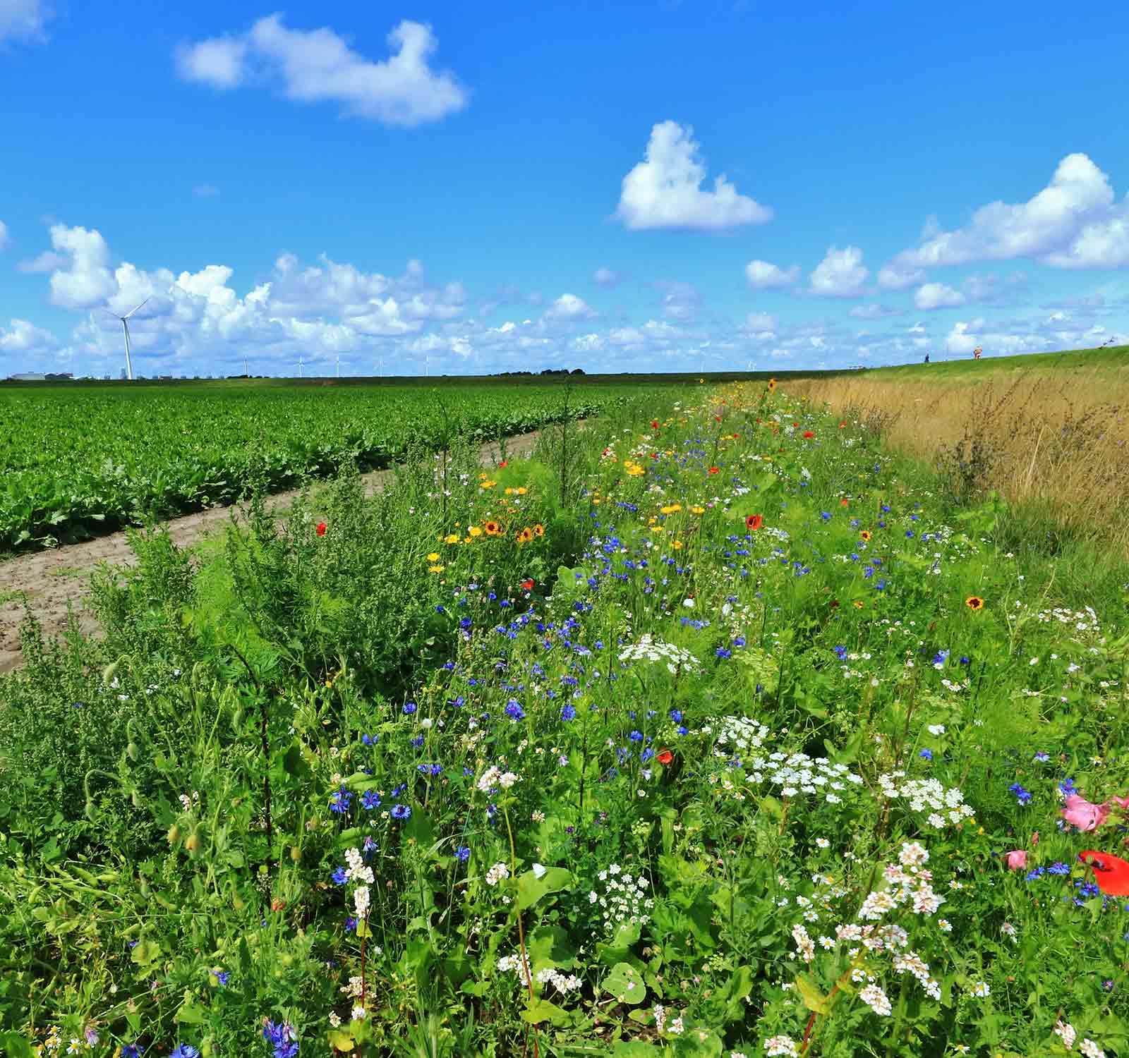 Weiland met bloemen in de Gemeente Noord-Beveland