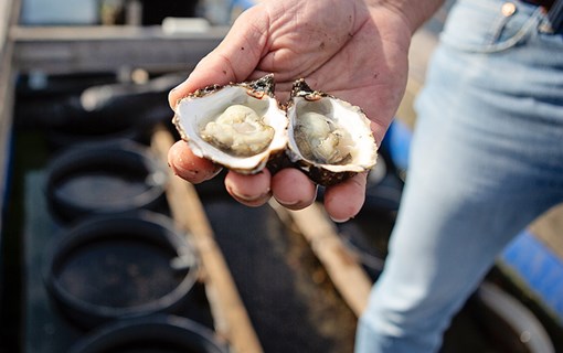 Oysters in the oyster harbor