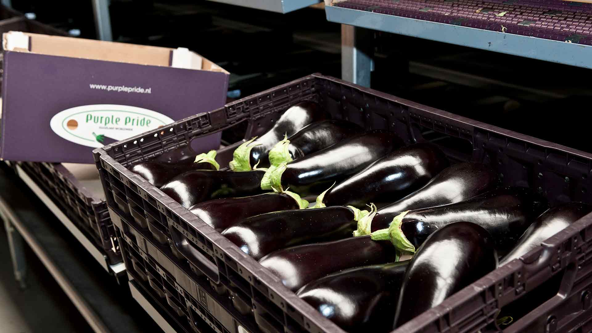 Zeeuwse Aubergines van het Biopark Terneuzen