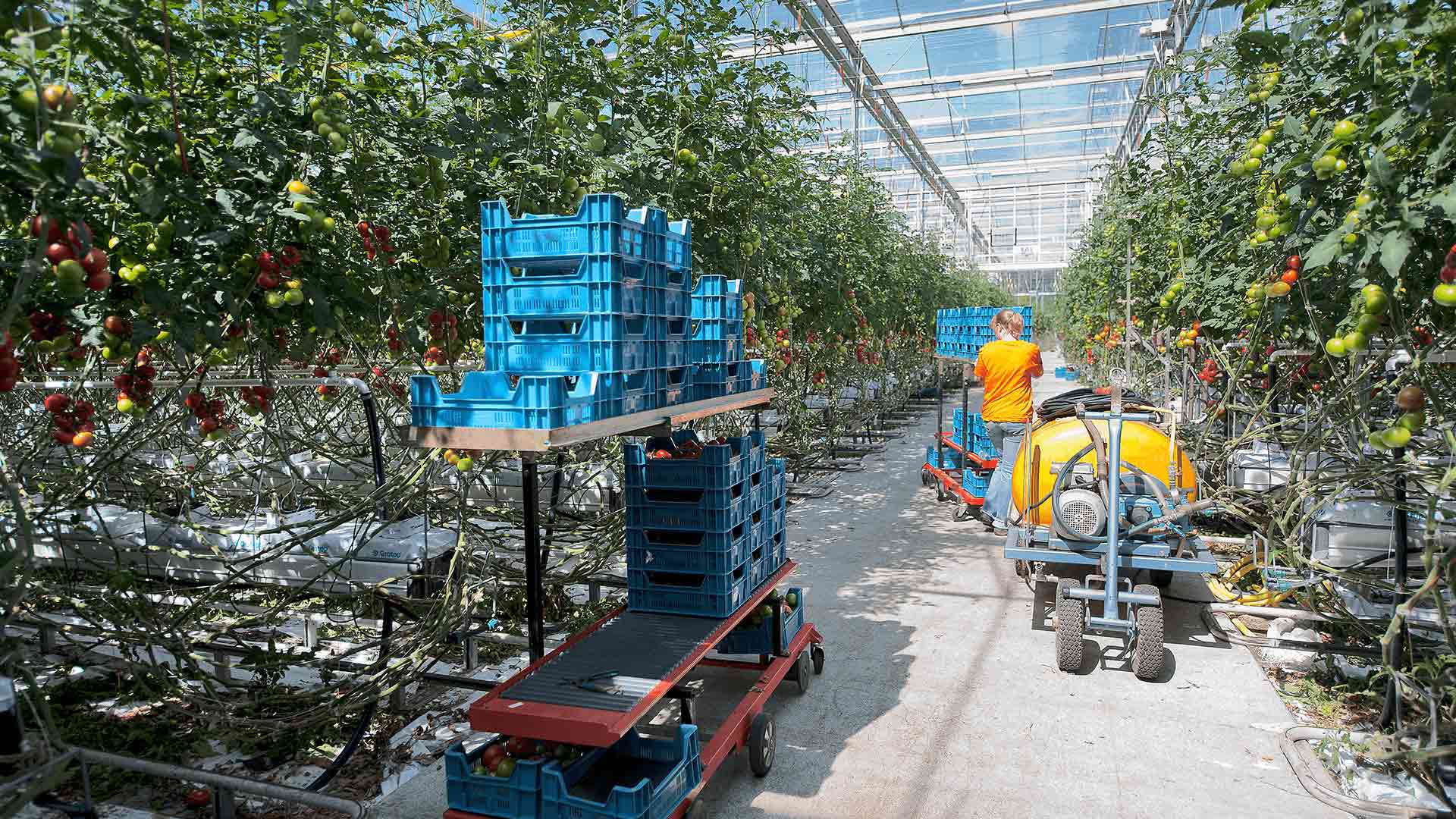 Glastuinbouw Biopark Terneuzen