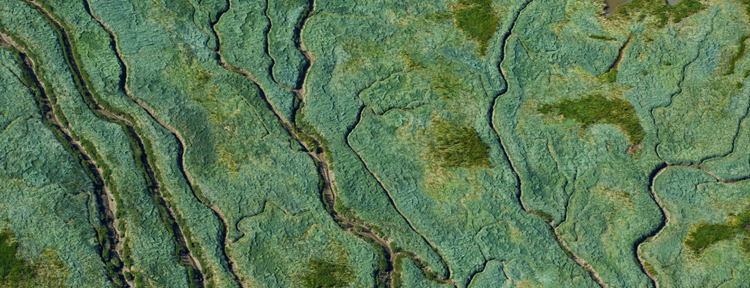 Het Verdronken Land van Saeftinghe behoord tot natuur Zeeland kan bieden