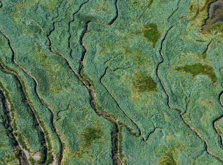 Verdronken Land van Saeftinghe Zeeland