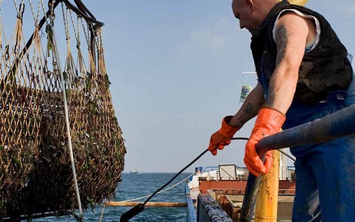 Mossel visser aan het werk