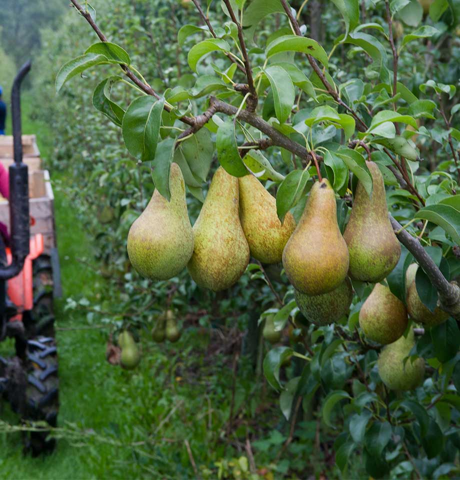 Perenpluk in Zeeland