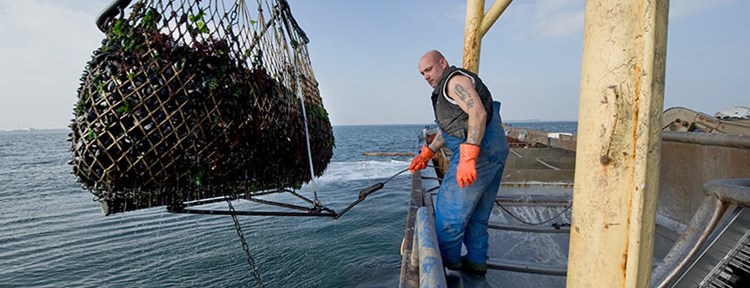 Werken in de mosselsector in Zeeland
