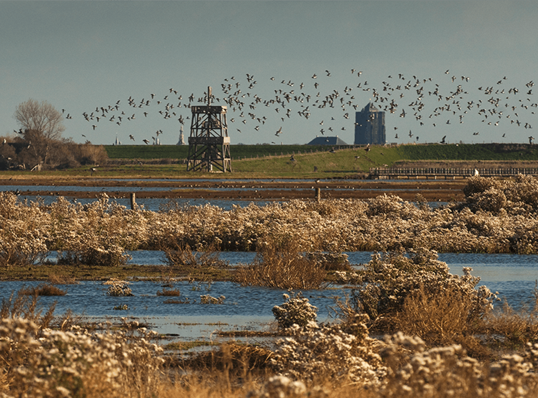 Wandelnetwerk Langs water en land brengt je langs alle mooie plekken van Schouwen-Duiveland. Wandelen Schouwen-Duiveland