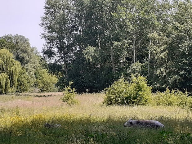 Nature reserve Schuddebeurs