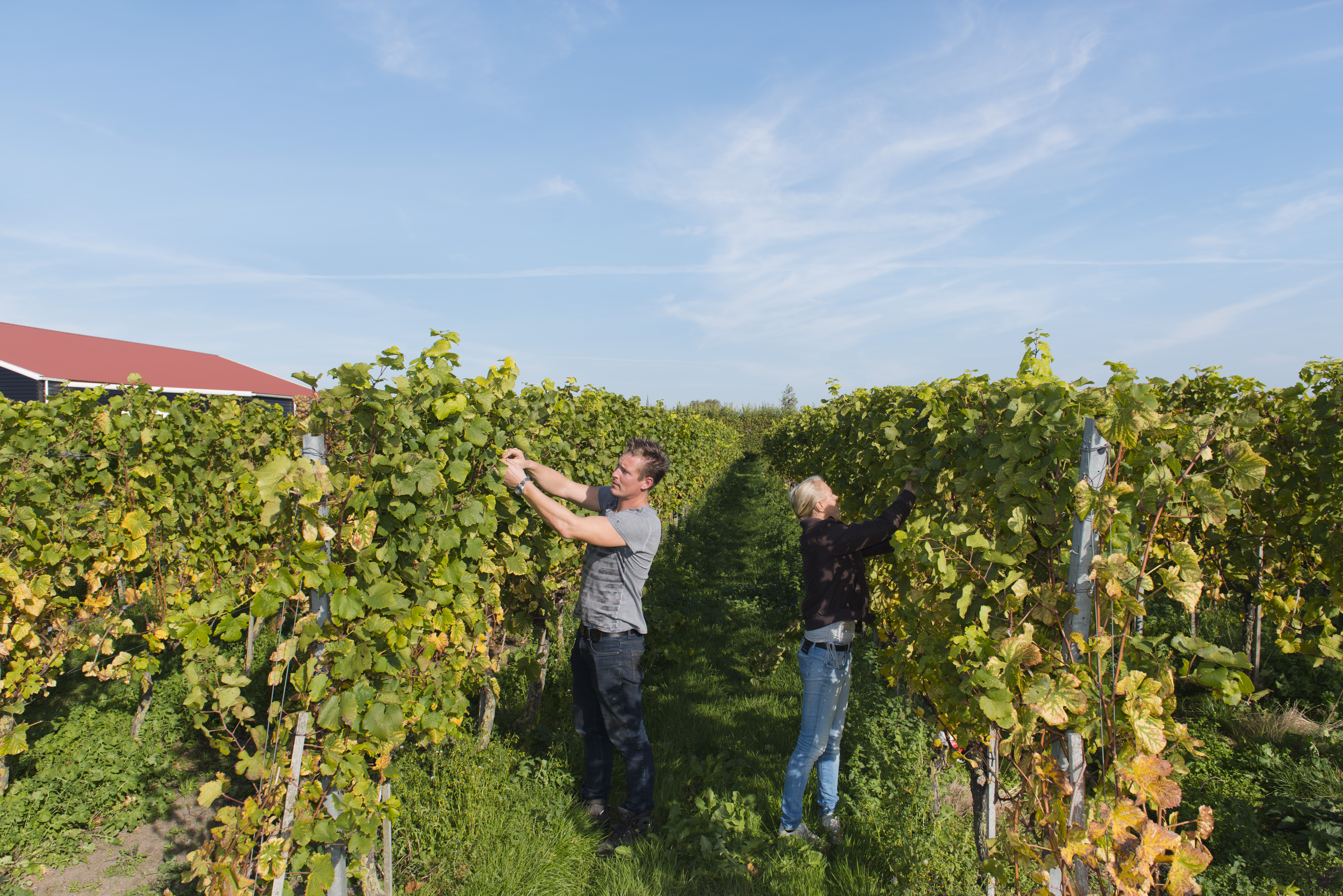 wijngaarden in zeeland